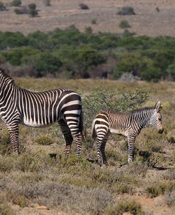 CQ2R7152Zebra – Cape Mountain