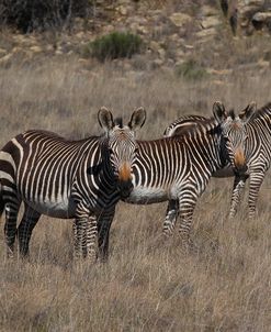 CQ2R7189Zebra – Cape Mountain