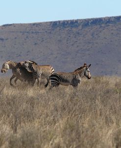 CQ2R7199Zebra – Cape Mountain