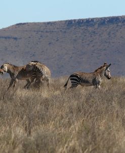 CQ2R7201Zebra – Cape Mountain