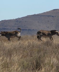 CQ2R7203Zebra – Cape Mountain