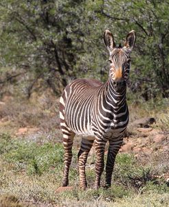 CQ2R7096Zebra – Cape Mountain