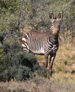 CQ2R7099Zebra – Cape Mountain