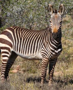 CQ2R7101Zebra – Cape Mountain