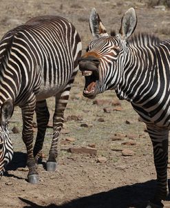 CQ2R7239Zebra – Cape Mountain