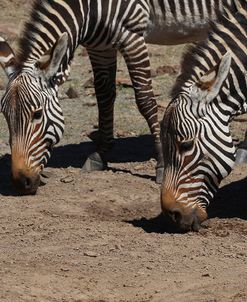 CQ2R7242Zebra – Cape Mountain