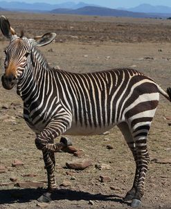 CQ2R7250Zebra – Cape Mountain