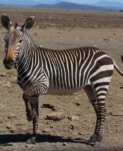 CQ2R7251Zebra – Cape Mountain