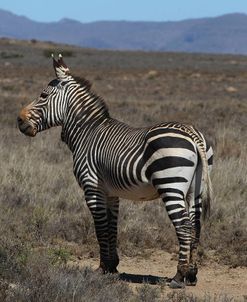 CQ2R7255Zebra – Cape Mountain