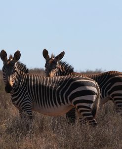 CQ2R7212Zebra – Cape Mountain