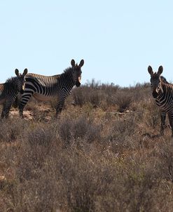 CQ2R7216Zebra – Cape Mountain