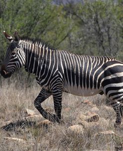 CQ2R7223Zebra – Cape Mountain