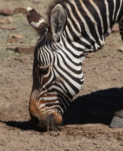 CQ2R7235Zebra – Cape Mountain