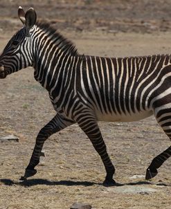 CQ2R7257Zebra – Cape Mountain