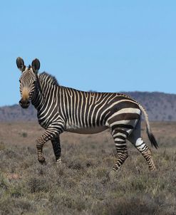 CQ2R7284Zebra – Cape Mountain