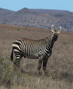 CQ2R7289Zebra – Cape Mountain