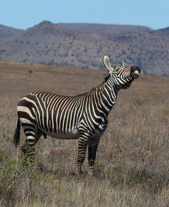 CQ2R7295Zebra – Cape Mountain