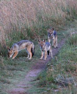 A21C1734Black-backed Jackal