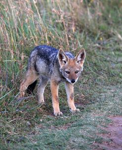 A21C1741Black-backed Jackal