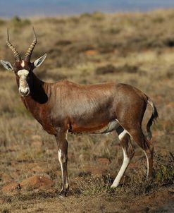 A21C2010Blesbok