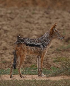 A21C2451Black-backed Jackal