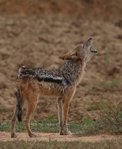 A21C2452Black-backed Jackal