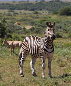 A21C1888Zebra – Burchells