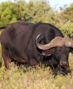 A21C1729Cape Buffalo