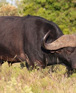 A21C1730Cape Buffalo