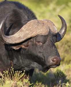 AV4C6655Cape Buffalo