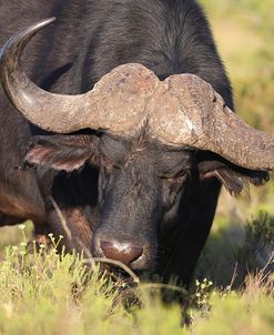 AV4C6656Cape Buffalo