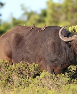 AV4C6661Cape Buffalo