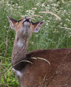 CQ2R6333Bush Buck