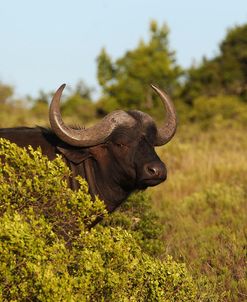 CQ2R6880Cape Buffalo