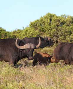 CQ2R6887Cape Buffalo