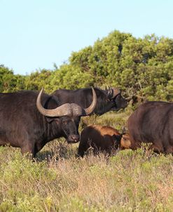 CQ2R6887Cape Buffalo