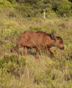 CQ2R6900Cape Buffalo