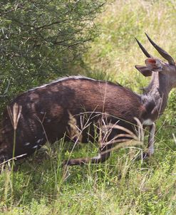 CQ2R7085Bush Buck
