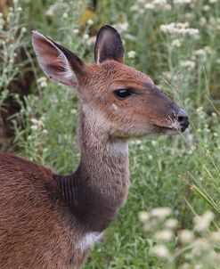 CQ2R6315Bush Buck