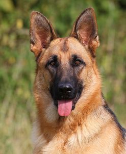 CQ2R4322 Shepherd – German