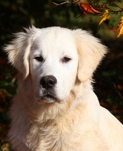 CQ2R6279 Retriever – Golden