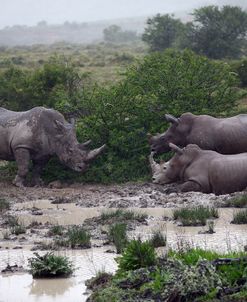 1Z5F9067 White Rhinoceros SA