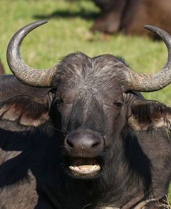 A21C3911 Cape Buffalo SA