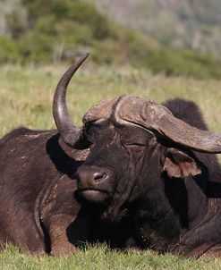 A21C3921 Cape Buffalo SA