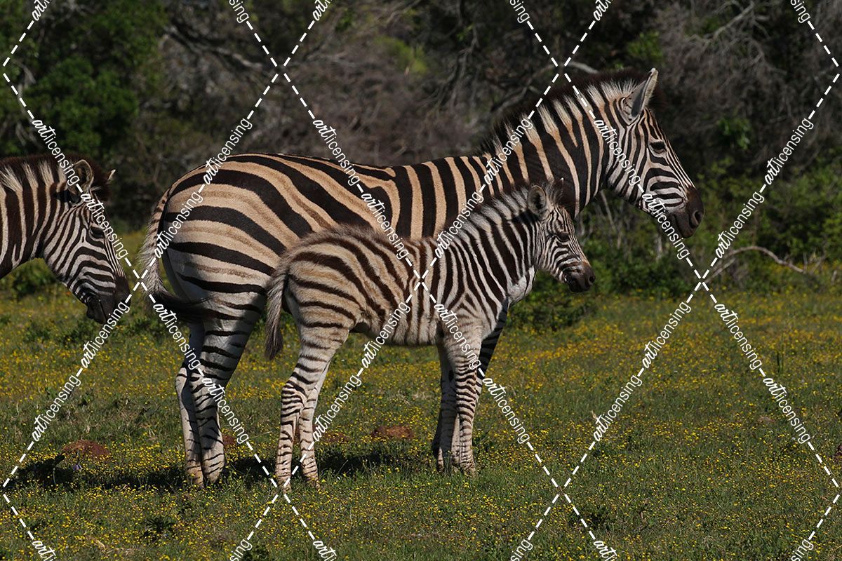 A21C4112 Zebra – Burchells and Foal SA
