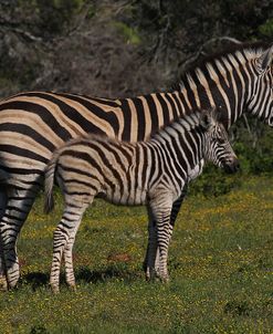 A21C4112 Zebra – Burchells and Foal SA