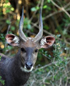 1Z5F9271 Bushbuck SA