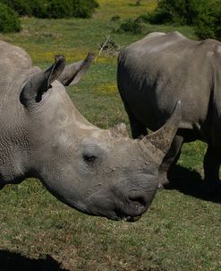 1Z5F9421 White Rhinoceros SA