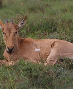 A21C2756 Red Hartebeest Calf SA