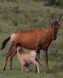 A21C2762 Red Hartebeest and Calf SA